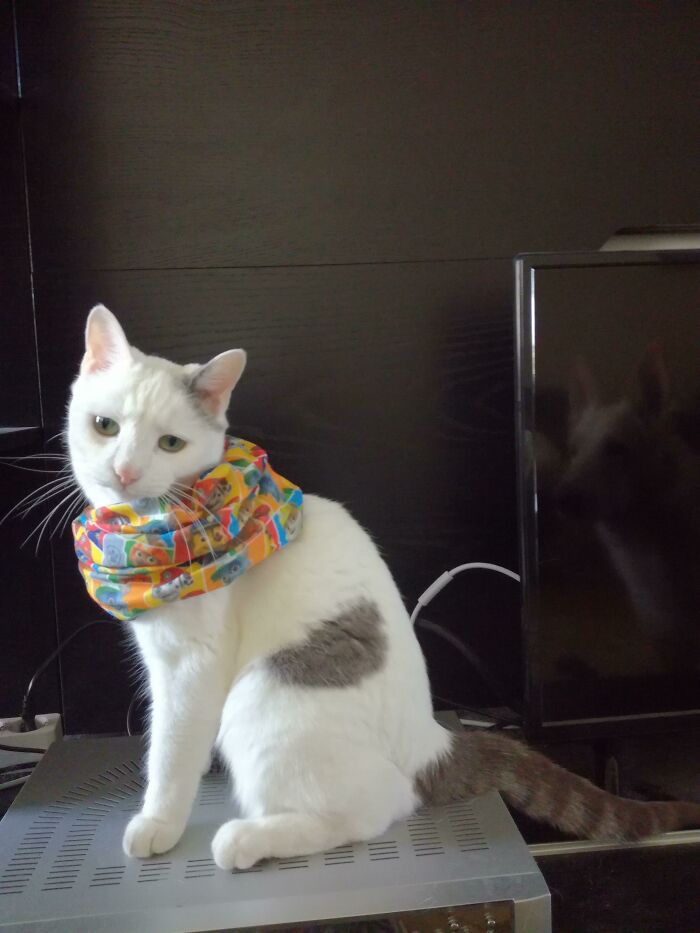 Paw Patrol Scarf - The Ultimate Humiliation