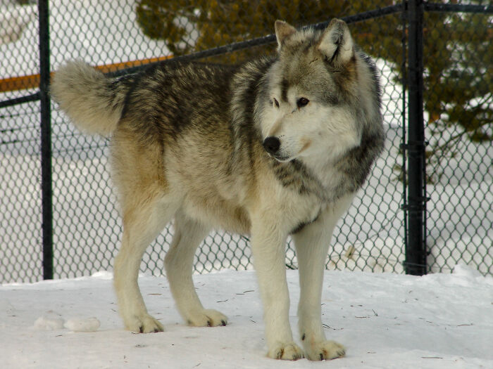 Zookeepers Anonymously Reveal The Darkest Zoo Secrets They Keep Shut Behind Bars (35 Pics)