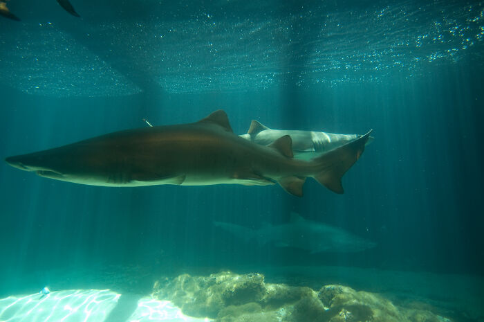 Zookeepers Anonymously Reveal The Darkest Zoo Secrets They Keep Shut Behind Bars (35 Pics)