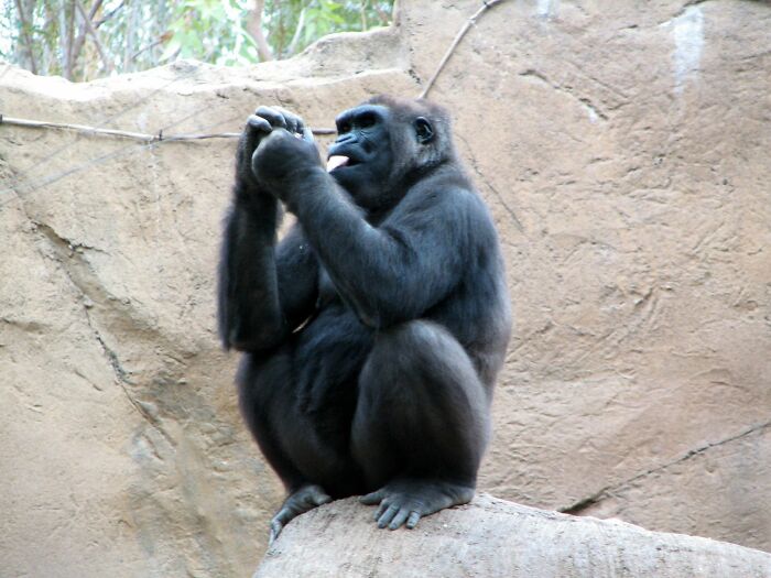 Zookeepers Anonymously Reveal The Darkest Zoo Secrets They Keep Shut Behind Bars (35 Pics)