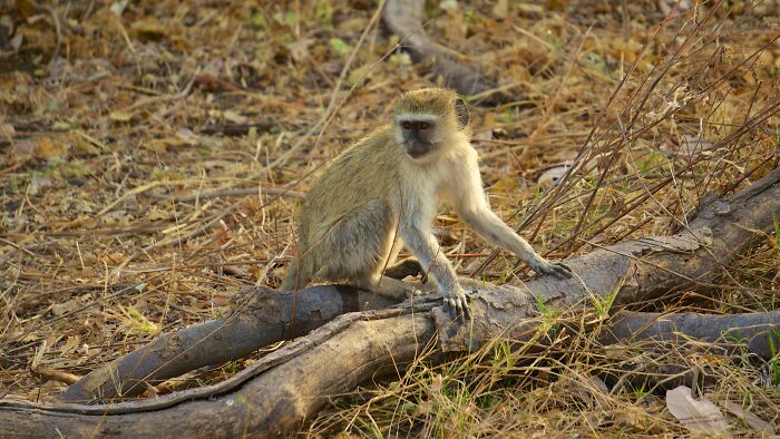 Zookeepers Anonymously Reveal The Darkest Zoo Secrets They Keep Shut Behind Bars (35 Pics)