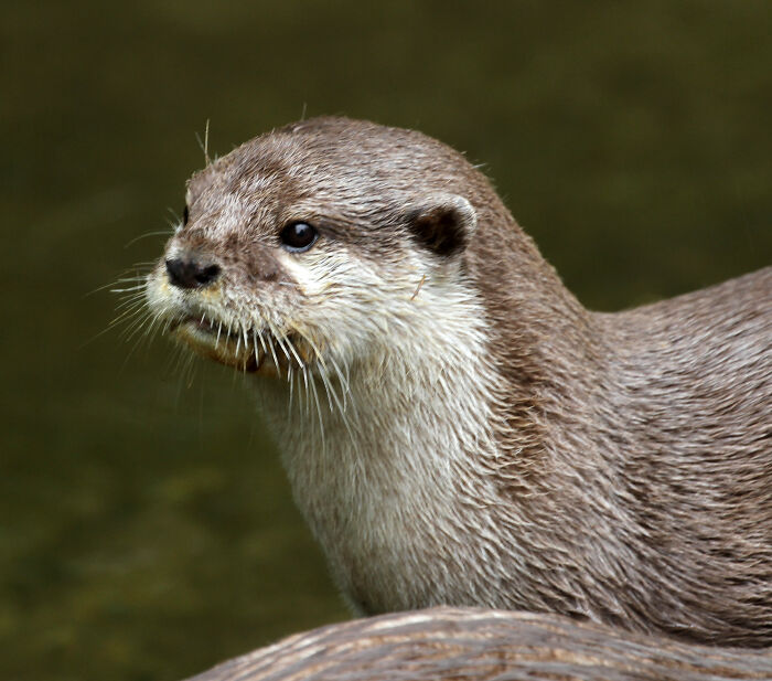 Zookeepers Anonymously Reveal The Darkest Zoo Secrets They Keep Shut Behind Bars (35 Pics)