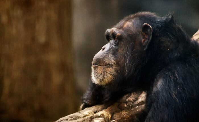 Zookeepers Anonymously Reveal The Darkest Zoo Secrets They Keep Shut Behind Bars (35 Pics)