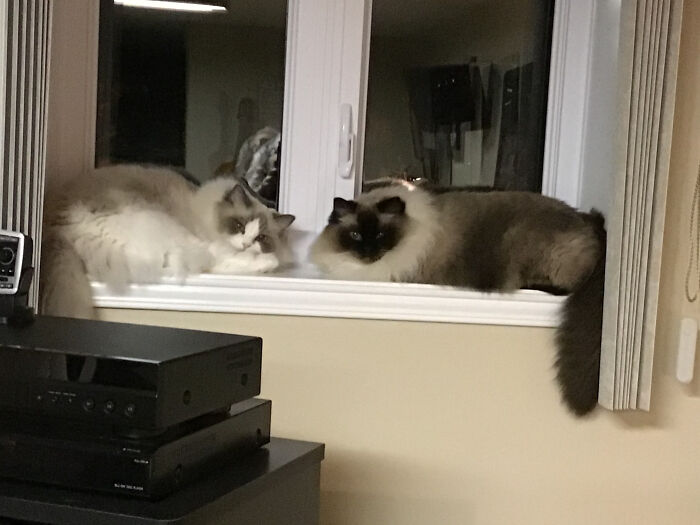 Two Cats Who Judge Me, Pumpkin And Kayleigh......