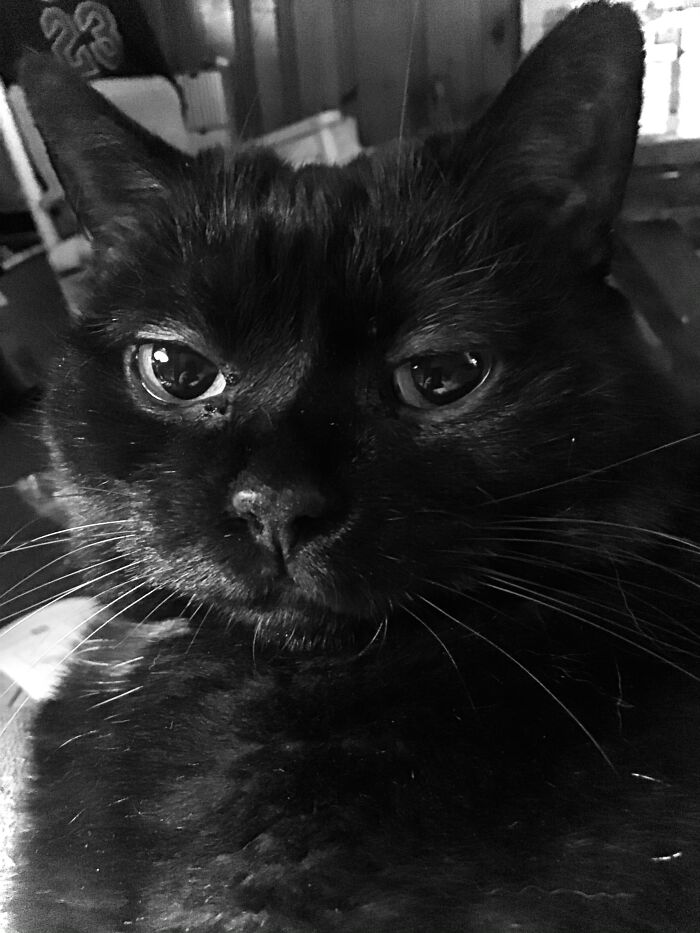 Lassie The Cat, Of Course! (Besides Making Me Smile, It’s Also A Nod To My Previous Cat, Little Girl)