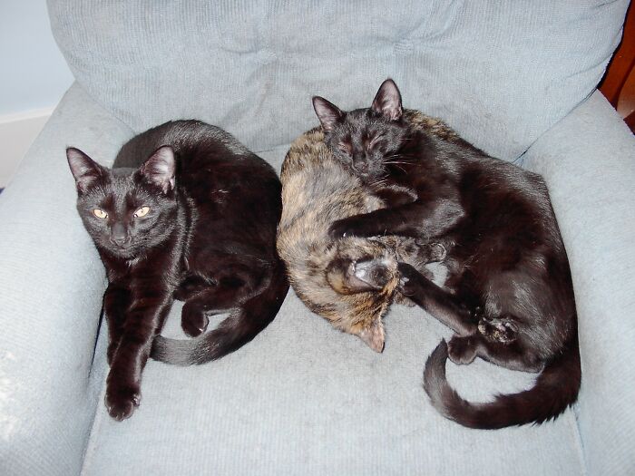 (Left To Right) Asta, Nora, And Nickie. They Are Named For The Characters In The 1930s "Thin Man" Movie Series. (Nick And Nora Charles And Their Dog, Asta).