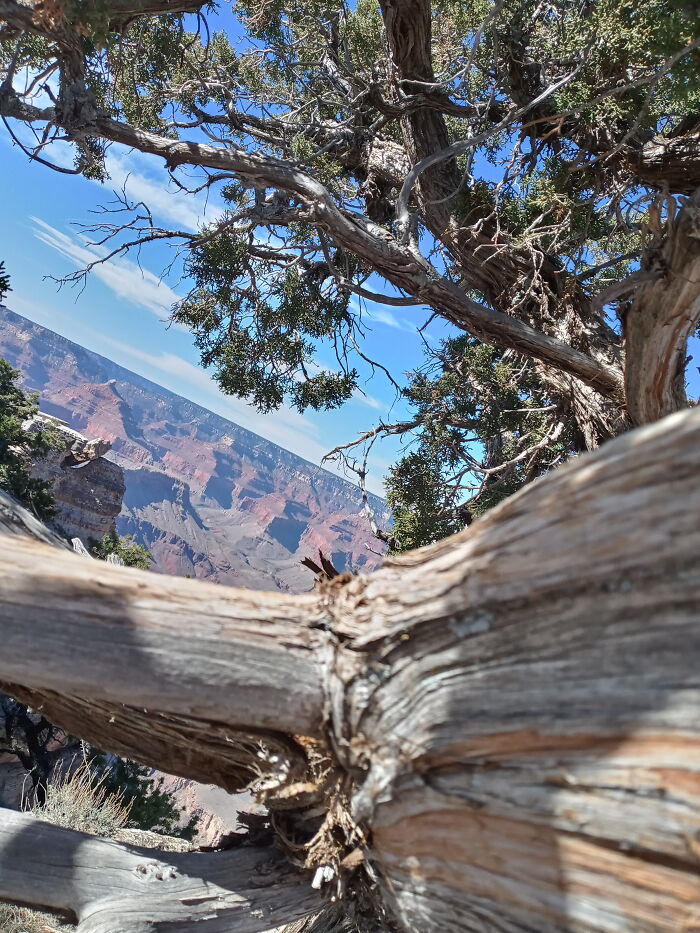 Pretty Grand Canyon Picture.