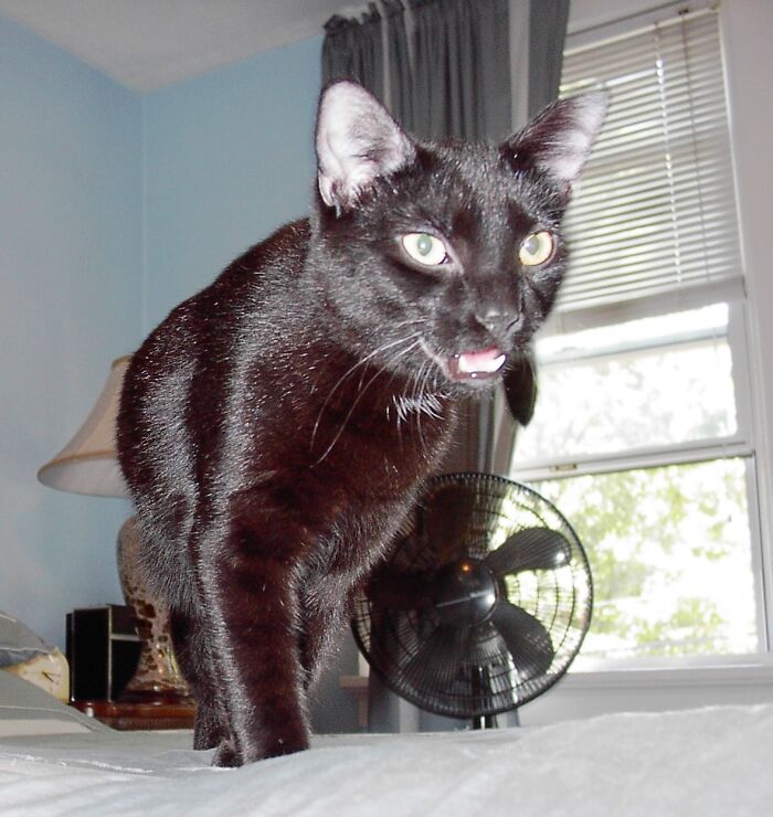 Nickie! (A Very Sweet Cat; But Not Here!)