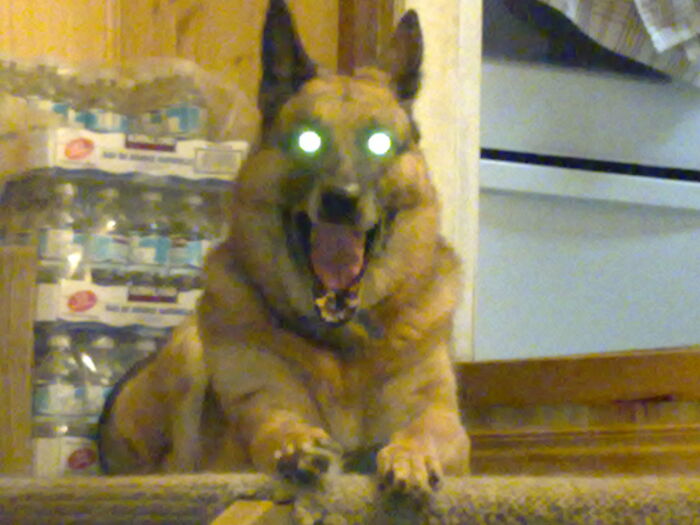 Demon Pupper