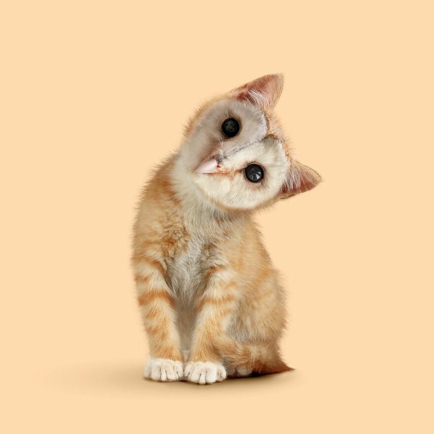 Artist Mixes Animals And Creates The Most Surreal Hybrids You've Ever Seen ( 151 Pics)