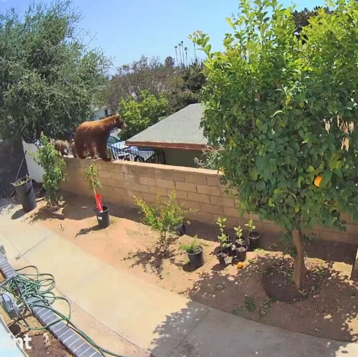 “I Have To Protect Her”: Courageous 17-Year-Old Saves Her Dog From An Aggressive Bear With Cubs By Pushing It Off A Fence