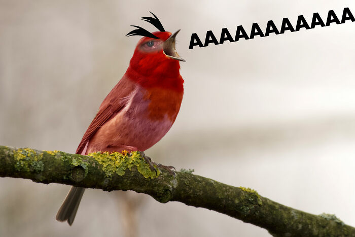 Aaaaaaaaaa