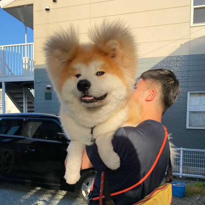 Bob-Akita-Heart-Shaped-Face-Dog