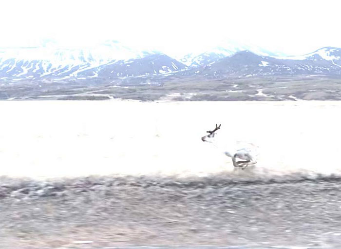 It Was 4am, I'm Squatting In A Bush Using The She-Wee Into A Bottle, And A Reindeer Runs Past My Pee Spot. Glad The Exposure Is *perfect*. Totally Worth Falling Into A Puddle Of My Own Urine