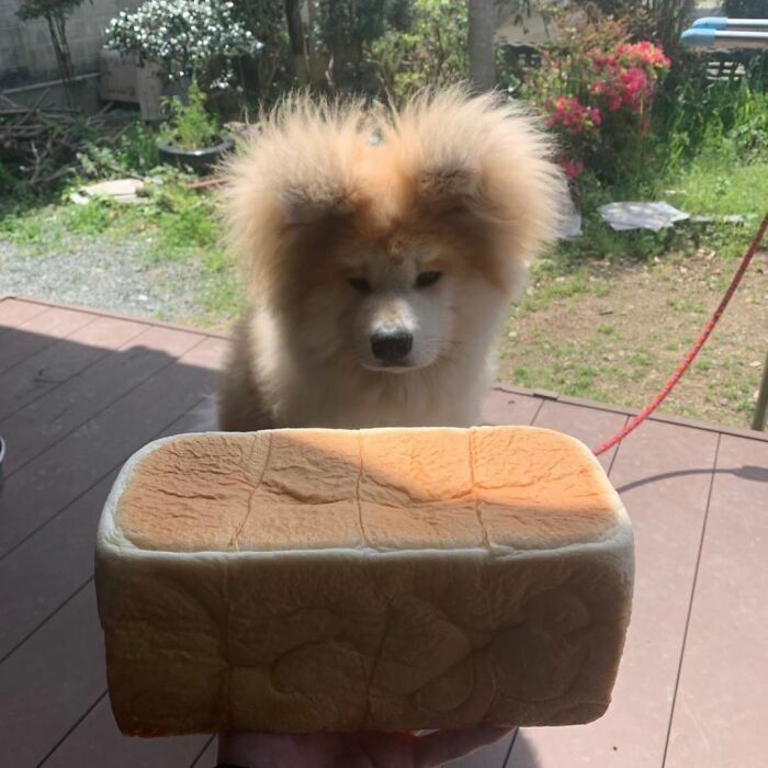 Bob-Akita-Heart-Shaped-Face-Dog