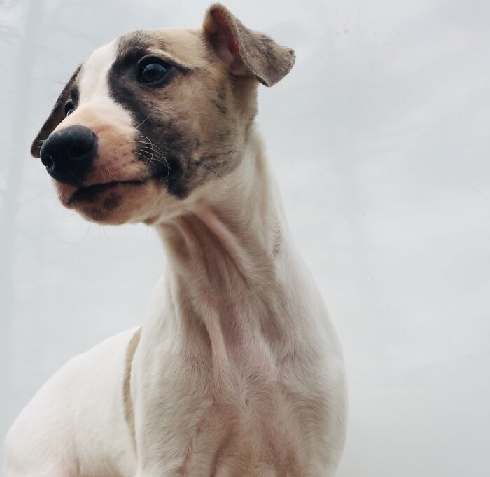 Togo, Named After The Famous Dog.