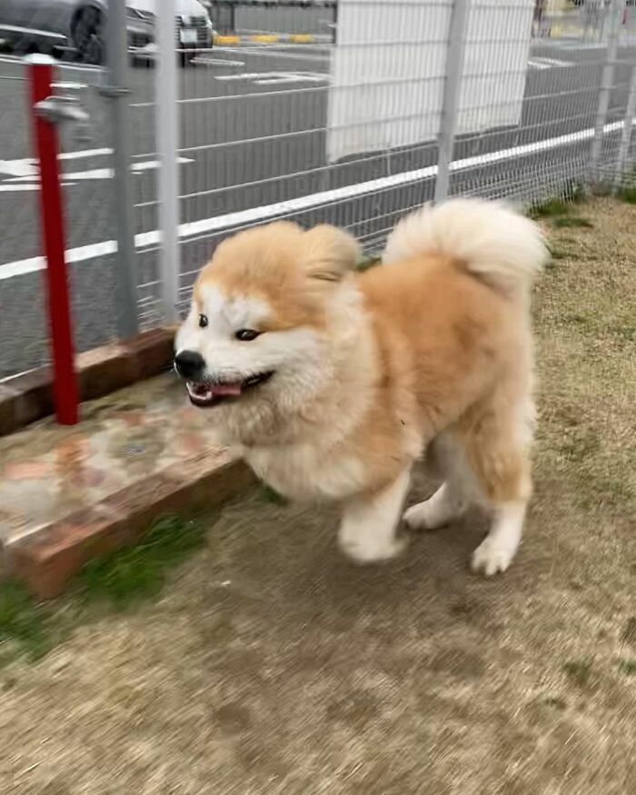 Bob-Akita-Heart-Shaped-Face-Dog