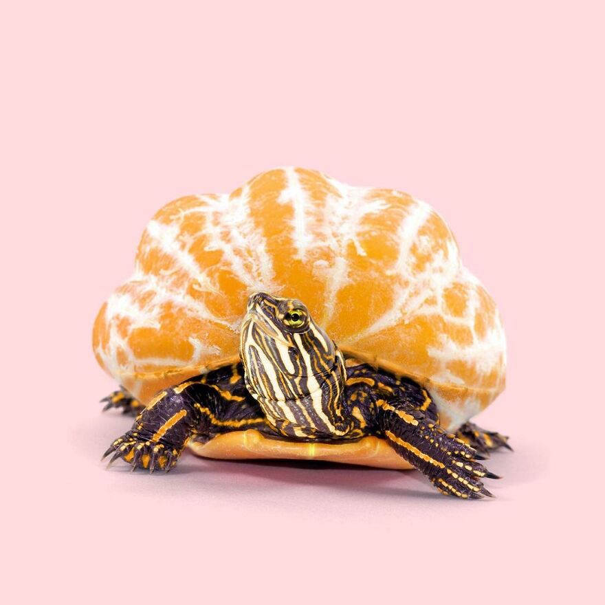 Artist Mixes Animals And Creates The Most Surreal Hybrids You've Ever Seen ( 151 Pics)