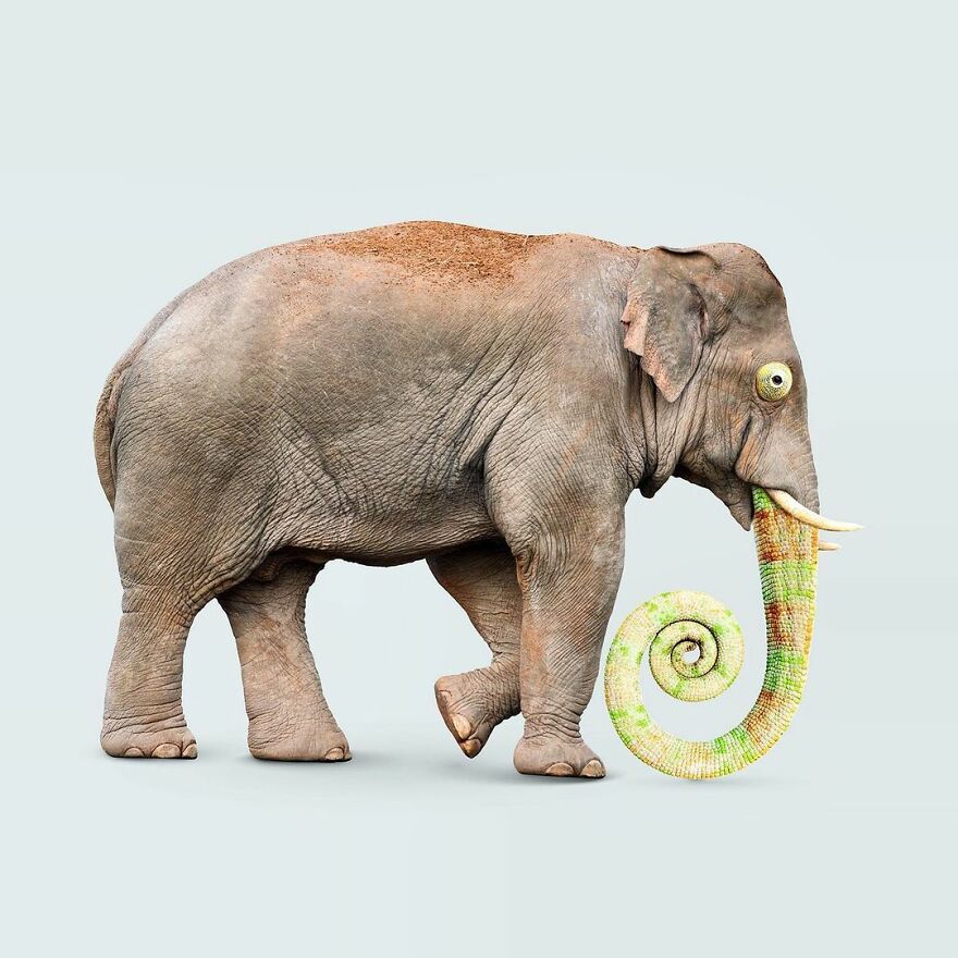 Artist Mixes Animals And Creates The Most Surreal Hybrids You've Ever Seen ( 151 Pics)