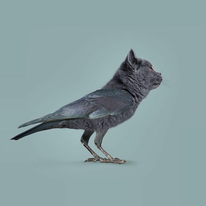 Artist Mixes Animals And Creates The Most Surreal Hybrids You've Ever Seen ( 151 Pics)