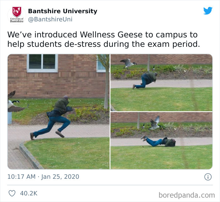 Thanks, I Hate Wellness Geese