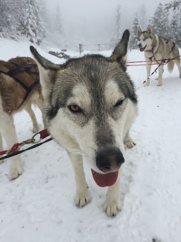 This Is Will Feral. Yes, He's Feral. He's Also A Much-Loved Member Of The Family And An Awesome Sled Dog.