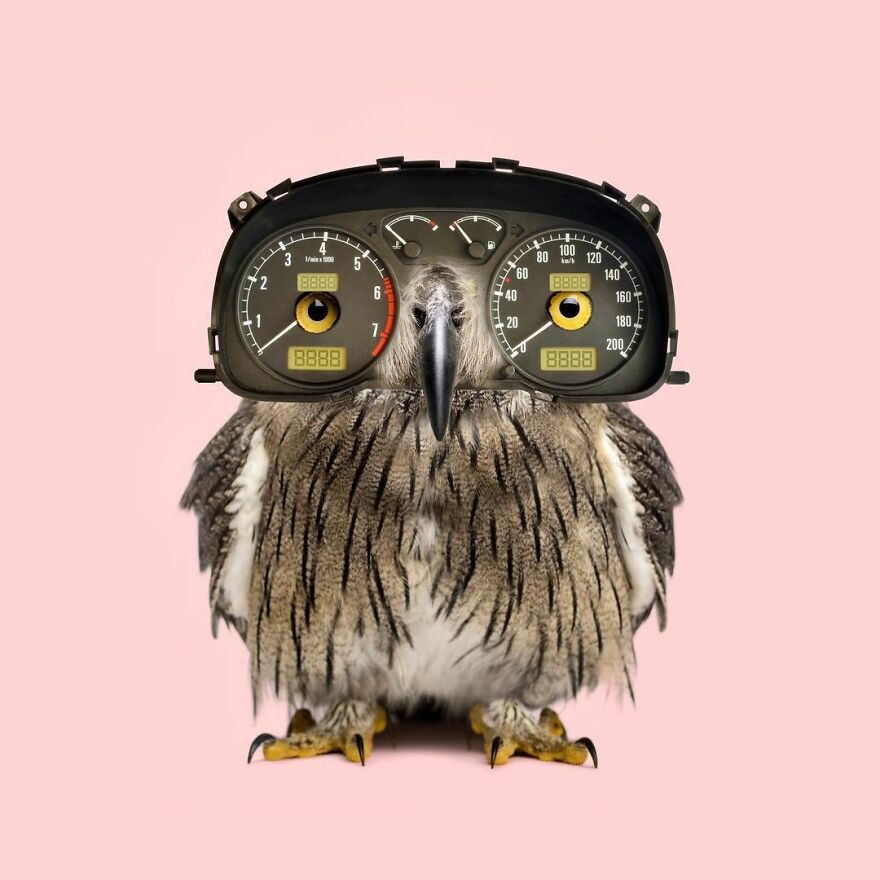 Artist Mixes Animals And Creates The Most Surreal Hybrids You've Ever Seen ( 151 Pics)