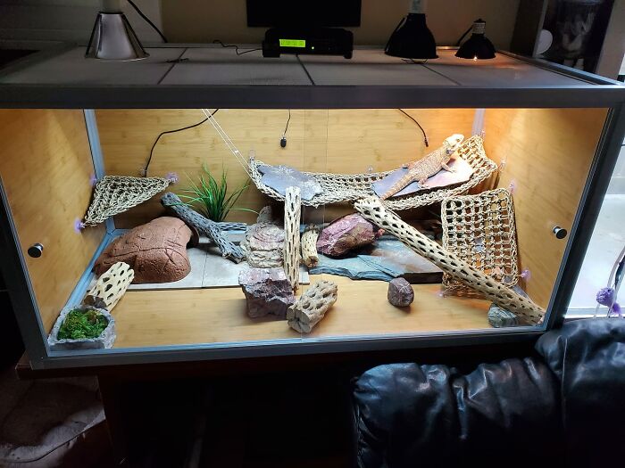 Finished My Rescue Bearded Dragon's Room, 4'x2'x2' Vivarium