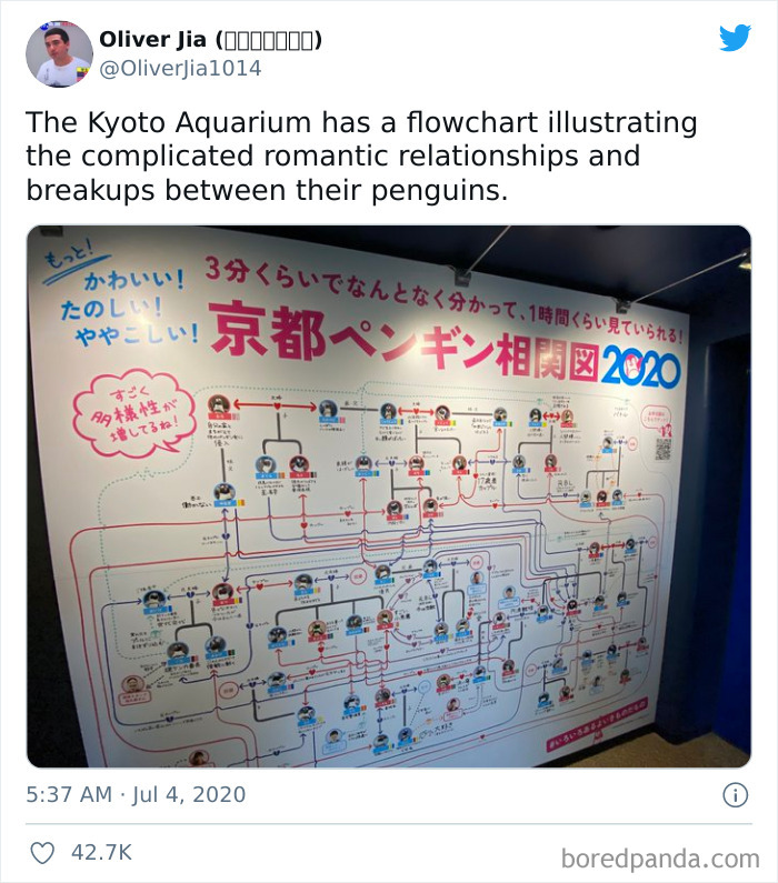 Penguin Soap Opera In Kyoto Aquarium