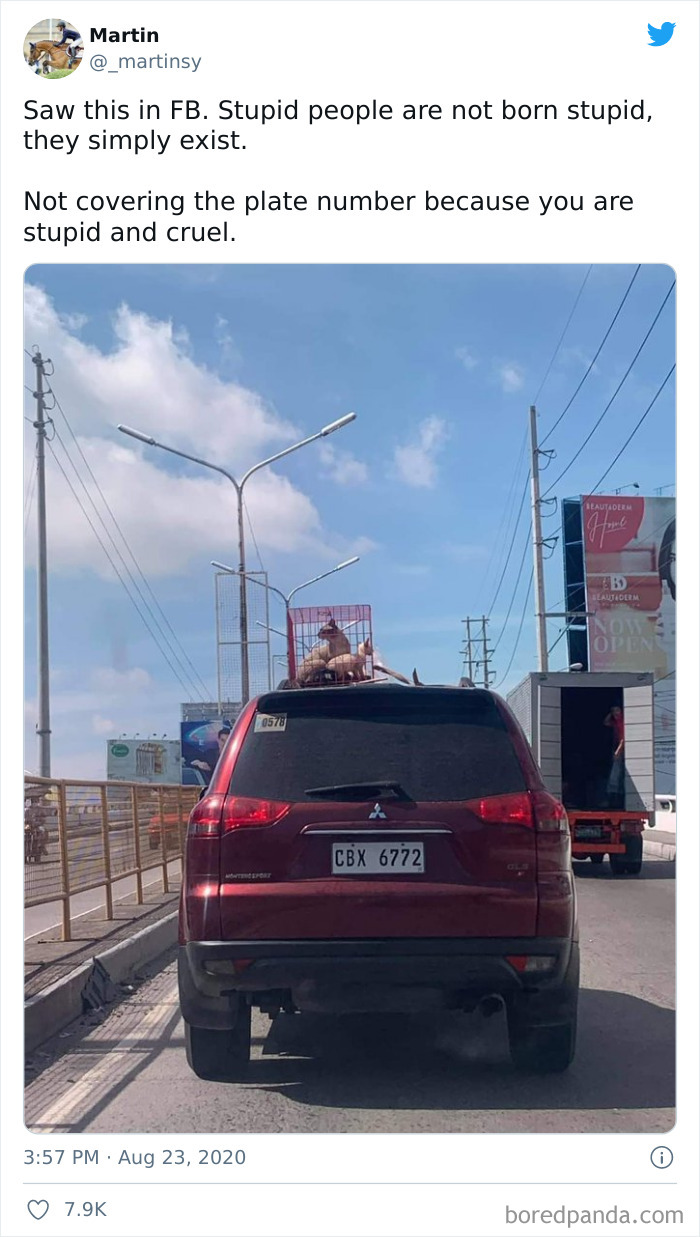 Stupid People Are Not Born Stupid, They Simply Exist