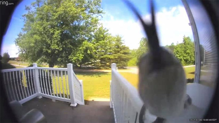 My Dad Is Getting Ready To Board An Aircraft Carrier And Got A Ring Alert For Motion. This Is Not What He Was Expecting To See