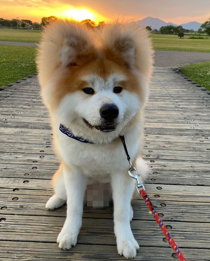 Bob-Akita-Heart-Shaped-Face-Dog