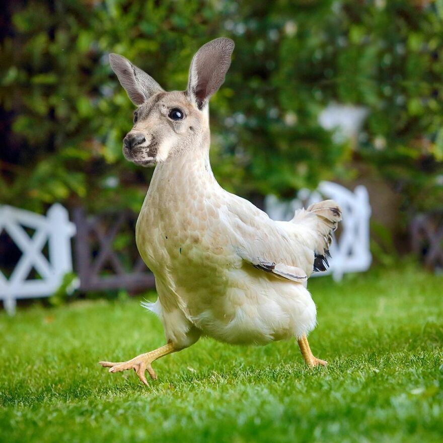 Artist Mixes Animals And Creates The Most Surreal Hybrids You've Ever Seen ( 151 Pics)