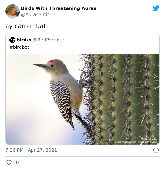 Birds-With-Threatening-Auras