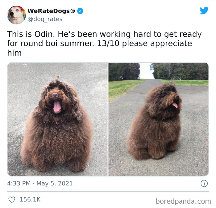 Dog-Rates-Twitter