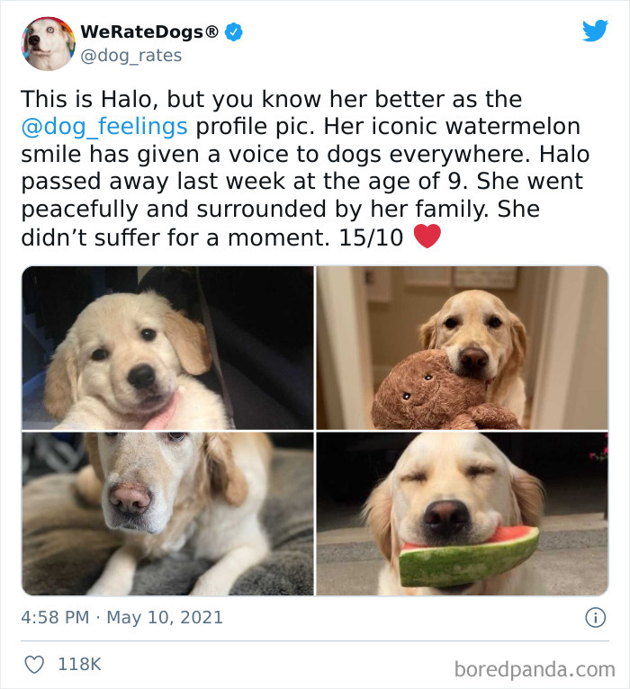 Dog-Rates-Twitter