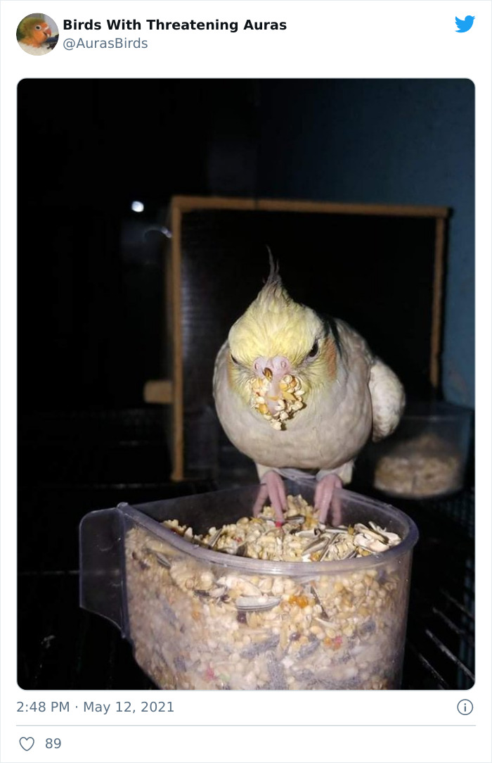 Birds-With-Threatening-Auras