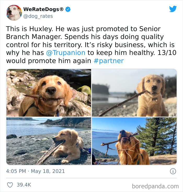 Dog-Rates-Twitter