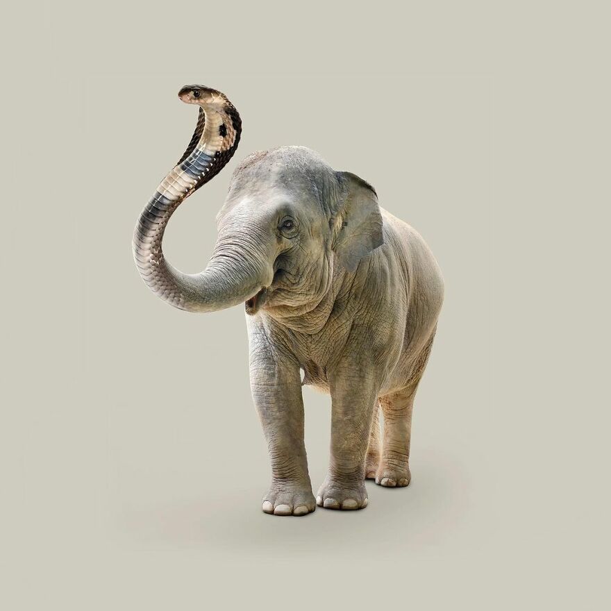 Artist Mixes Animals And Creates The Most Surreal Hybrids You've Ever Seen ( 151 Pics)