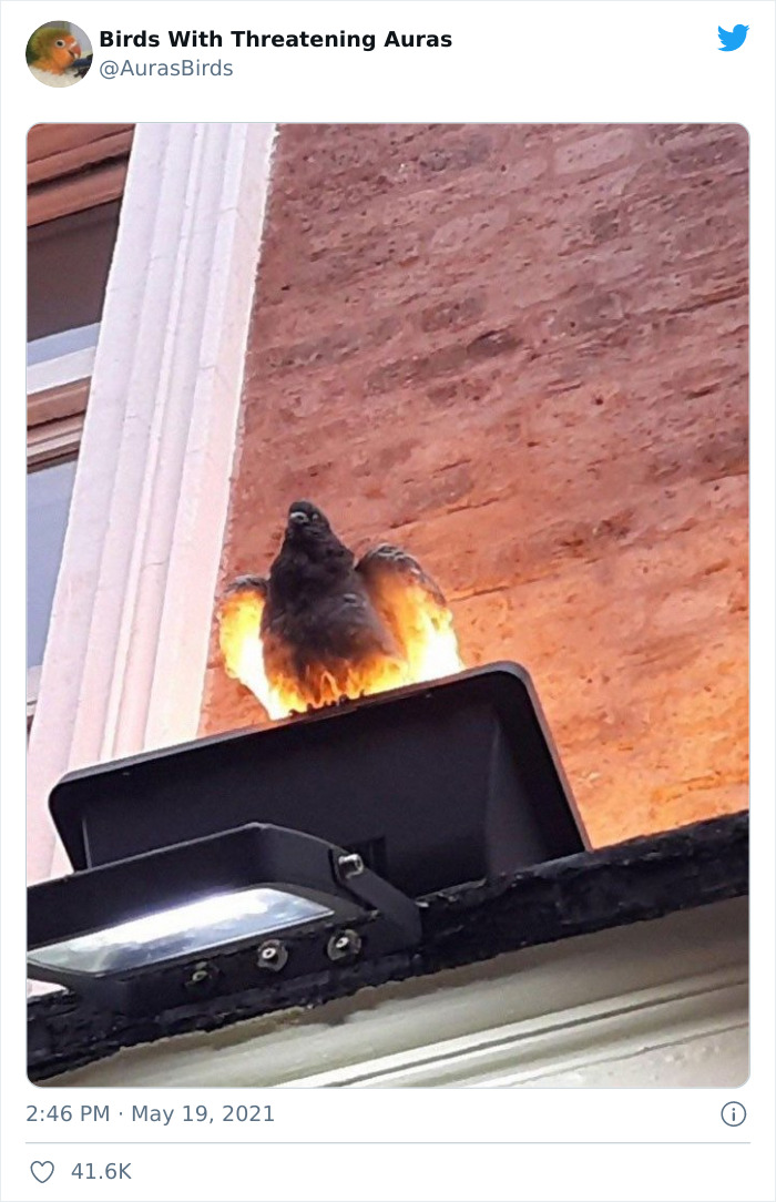 Birds-With-Threatening-Auras