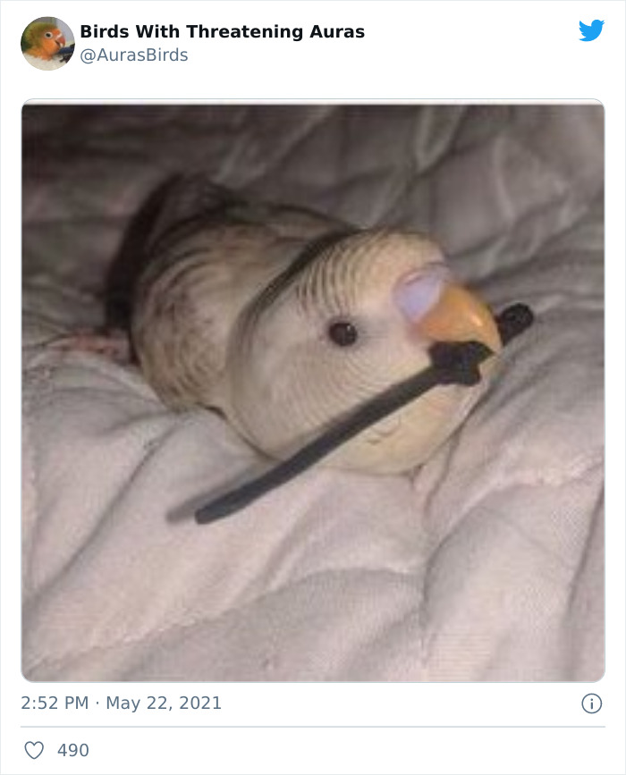 Birds-With-Threatening-Auras