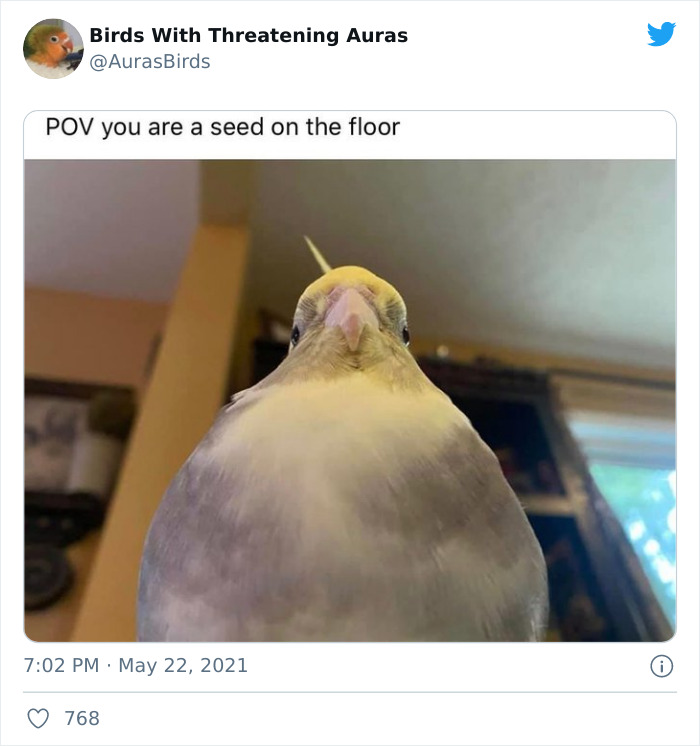Birds-With-Threatening-Auras