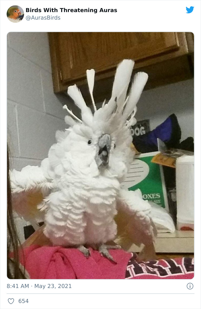 Birds-With-Threatening-Auras