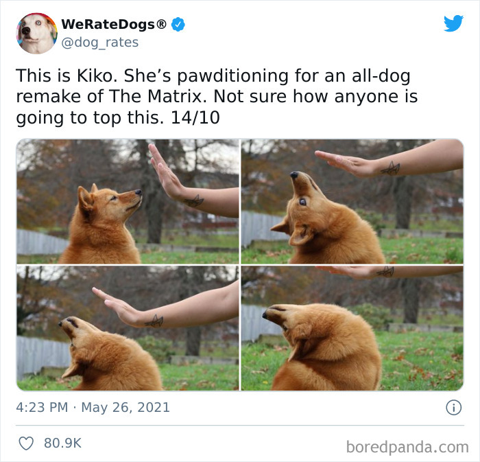 Dog-Rates-Twitter