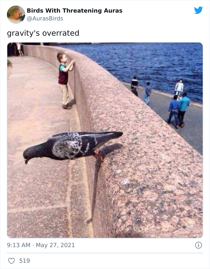 Birds-With-Threatening-Auras