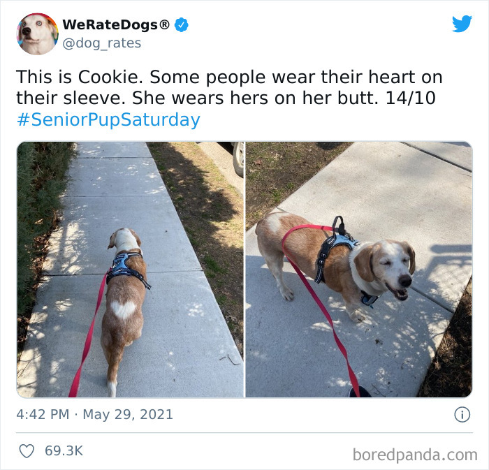 Dog-Rates-Twitter