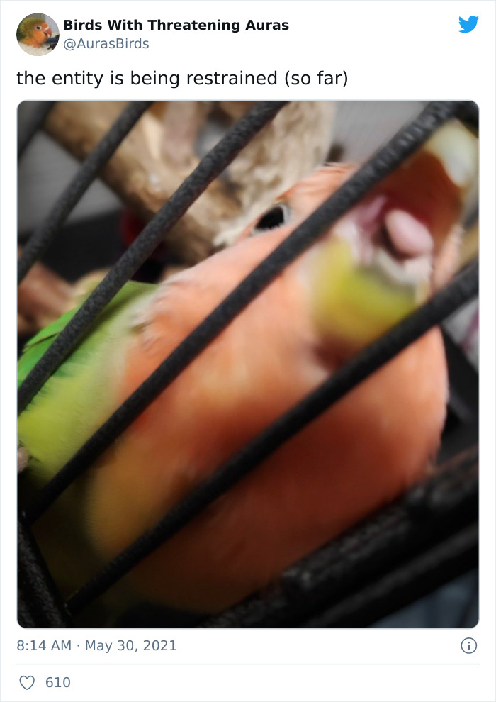 Birds-With-Threatening-Auras