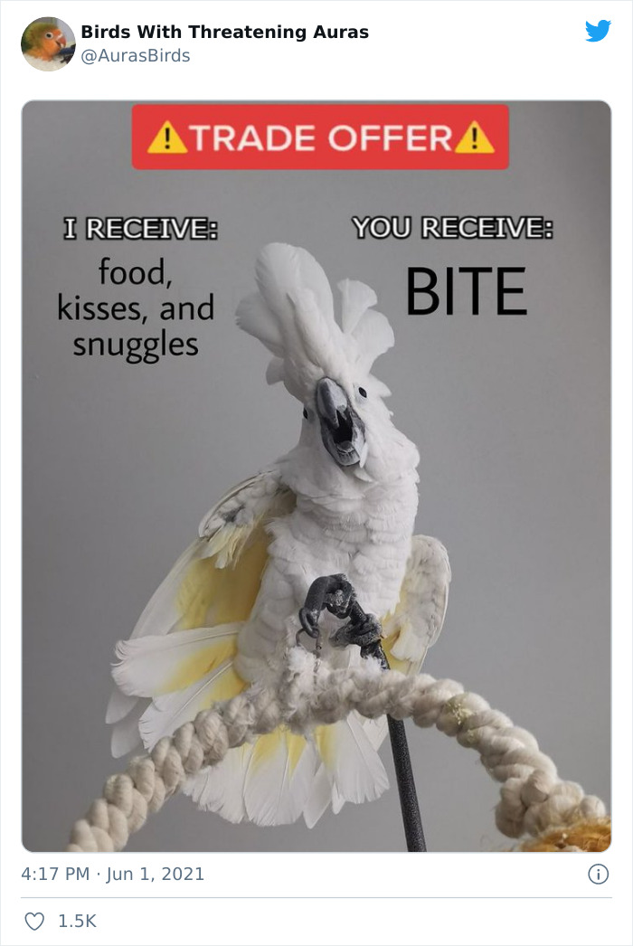 Birds-With-Threatening-Auras