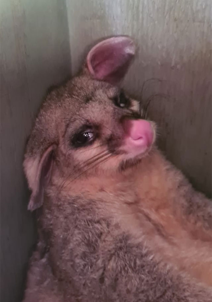 Checked My Possum Box To See If It Needed Cleaning Because Poop, But I Don't Think The Current Occupant Appreciated It Very Much And He Looks Thoroughly Done With My Crap