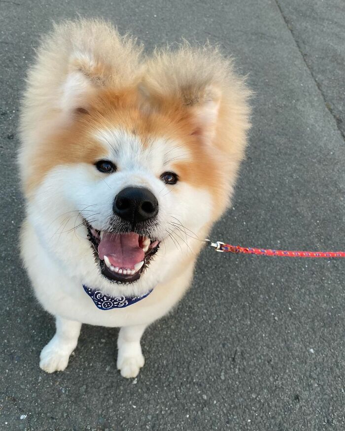 Bob-Akita-Heart-Shaped-Face-Dog